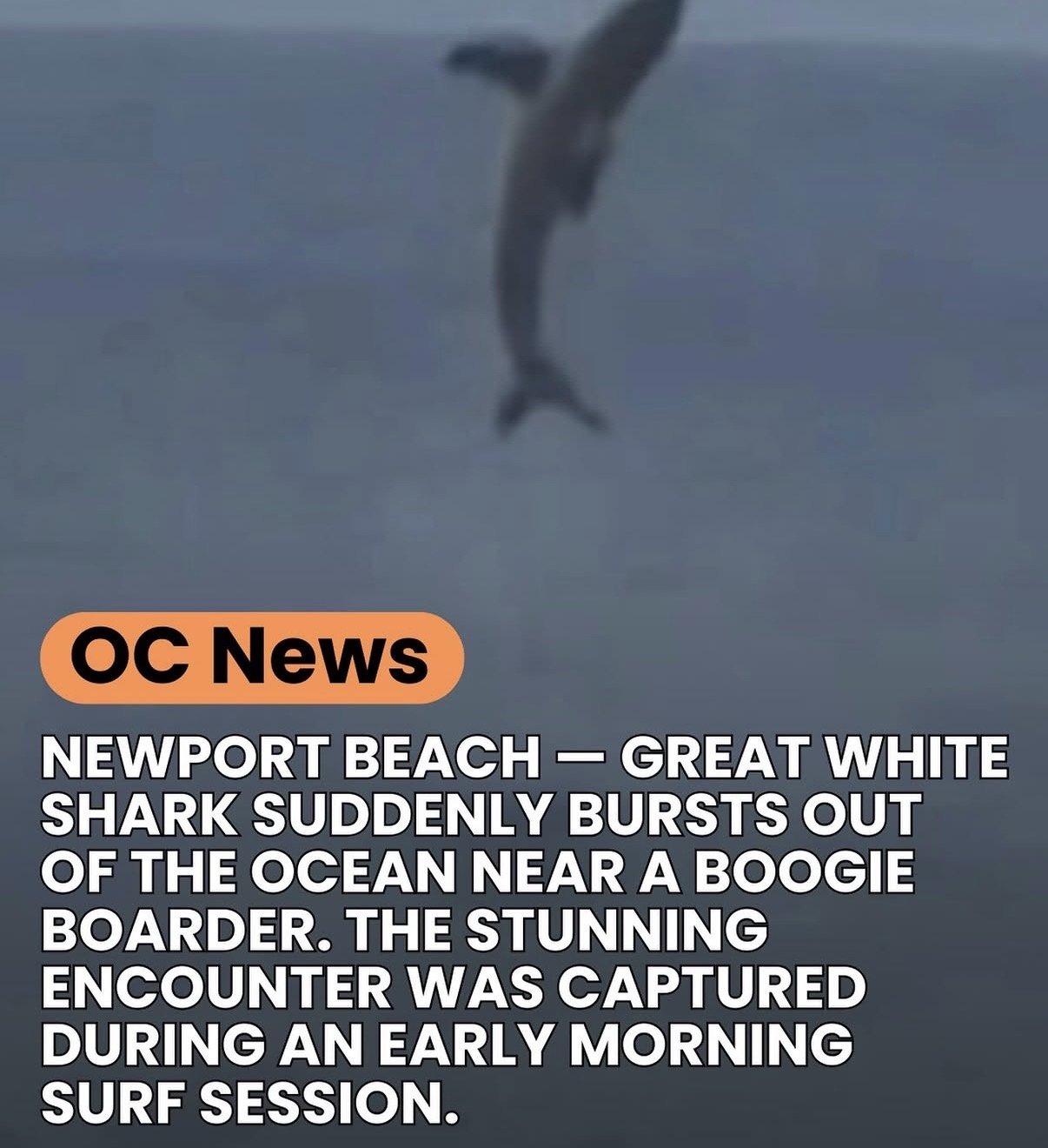 Great white shark suddenly bursts out of the ocean near a boogie boarder.